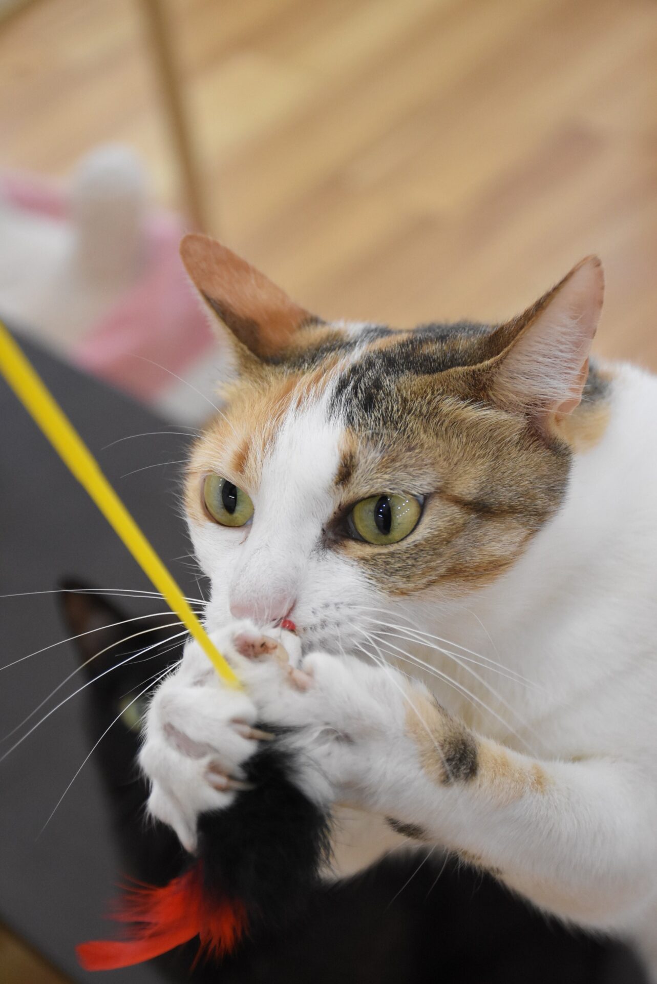 保護猫カフェColorsで過ごす猫
